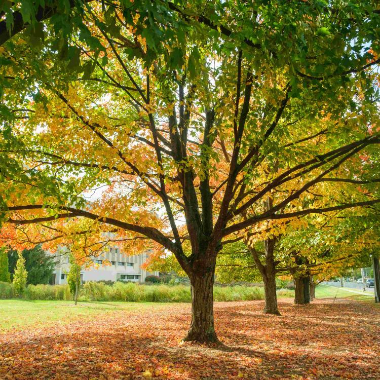  Trees transitioning in the fall