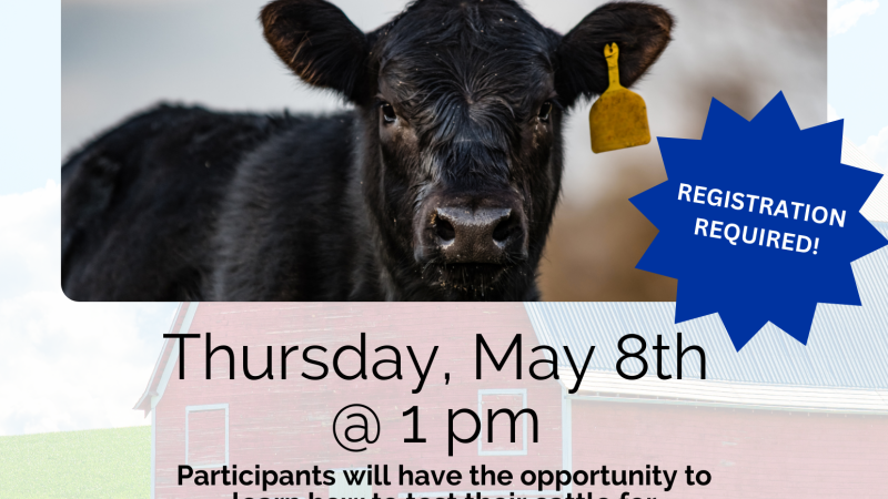 Cattle Pregnancy Test Workshop 